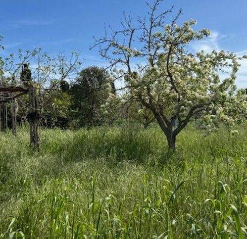 terreno agricolo in vendita ad Orbetello