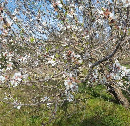 terreno agricolo in vendita ad Orbetello
