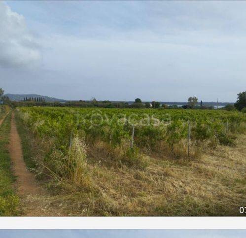 terreno agricolo in vendita ad Orbetello