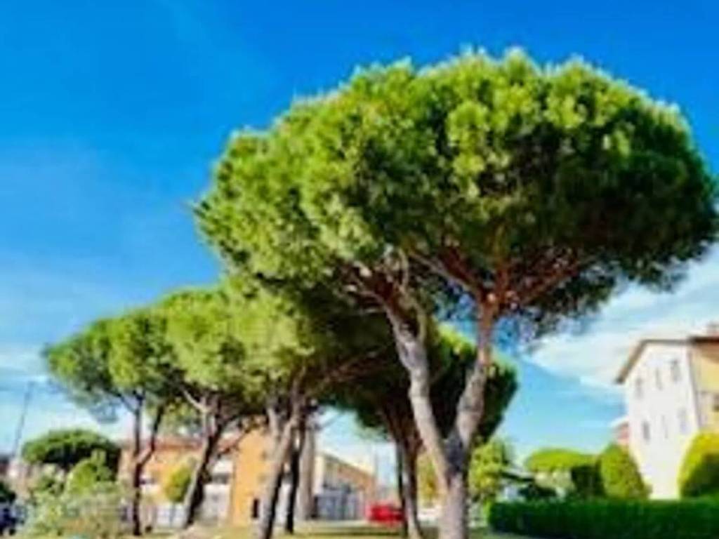 appartamento in vendita ad Orbetello in zona Albinia