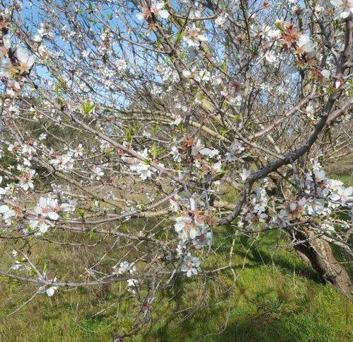 terreno agricolo in vendita ad Orbetello