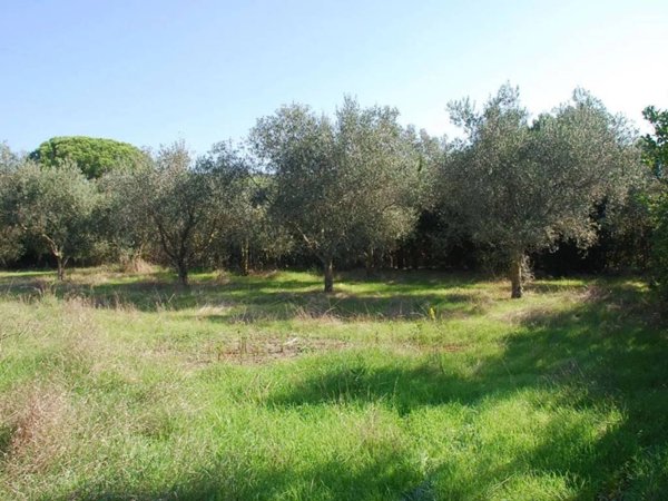 terreno agricolo in vendita ad Orbetello