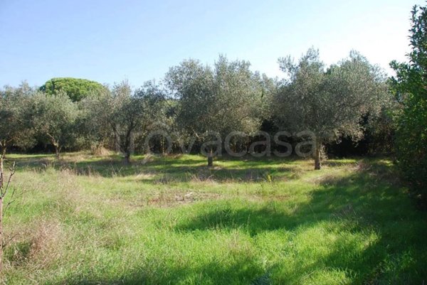 terreno agricolo in vendita ad Orbetello