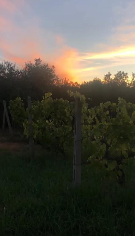 terreno agricolo in vendita ad Orbetello