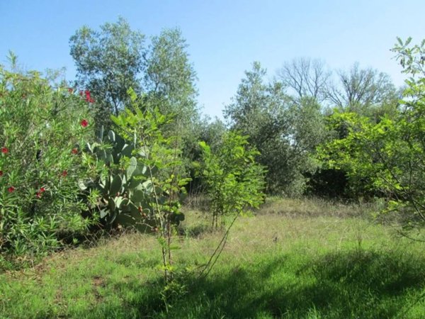 terreno agricolo in vendita ad Orbetello in zona Giannella