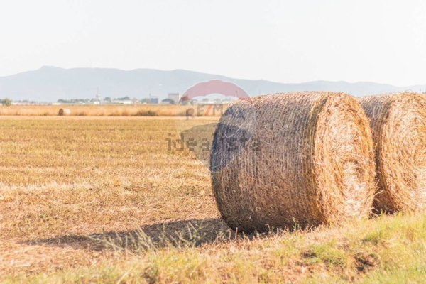 terreno agricolo in vendita ad Orbetello