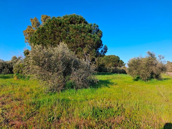 terreno agricolo in vendita ad Orbetello
