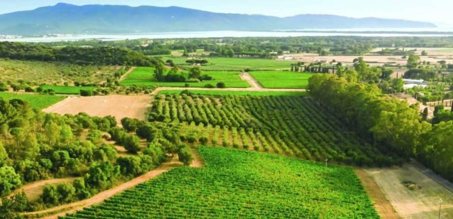 negozio in vendita ad Orbetello