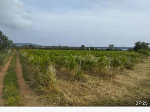 terreno agricolo in vendita ad Orbetello