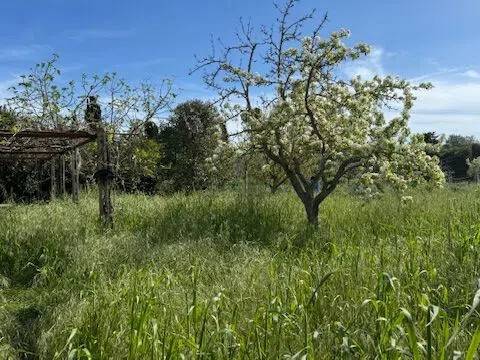 terreno agricolo in vendita ad Orbetello