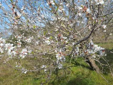 terreno agricolo in vendita ad Orbetello