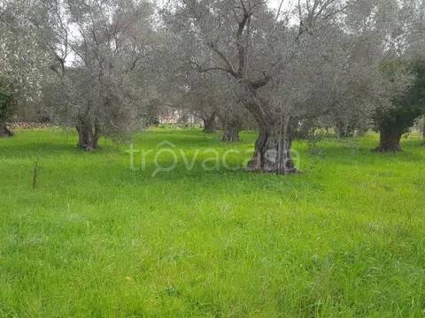 terreno agricolo in vendita ad Orbetello