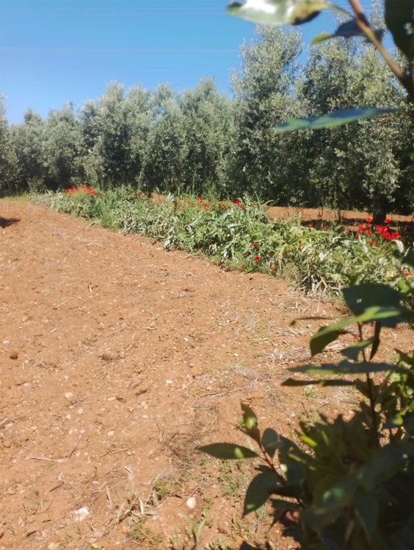 terreno agricolo in vendita ad Orbetello