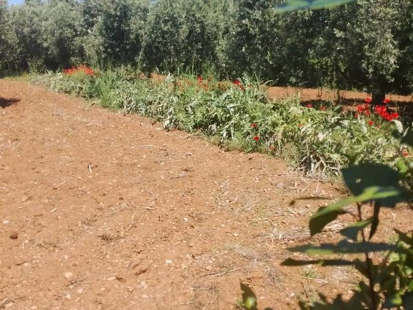 terreno agricolo in vendita ad Orbetello