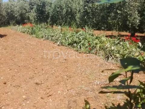 terreno agricolo in vendita ad Orbetello