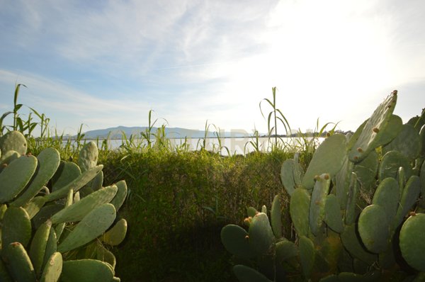 terreno agricolo in vendita ad Orbetello