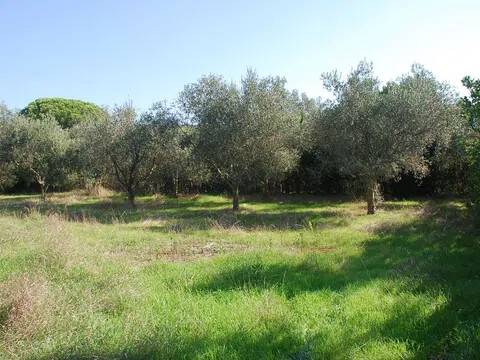 terreno agricolo in vendita ad Orbetello