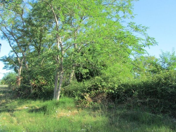 terreno agricolo in vendita ad Orbetello in zona Albinia