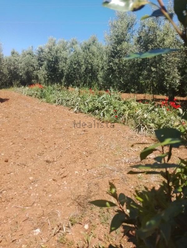 terreno agricolo in vendita ad Orbetello