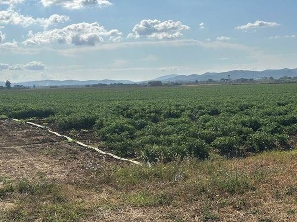 terreno in vendita ad Orbetello