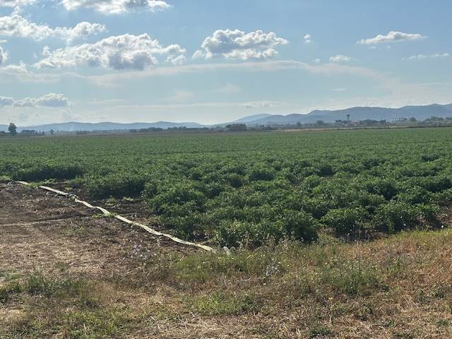terreno agricolo in vendita ad Orbetello