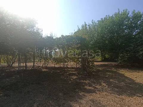 terreno agricolo in vendita ad Orbetello in zona Giannella
