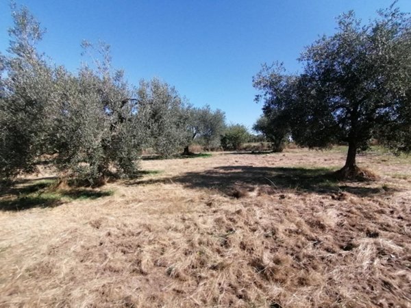 terreno agricolo in vendita a Pitigliano