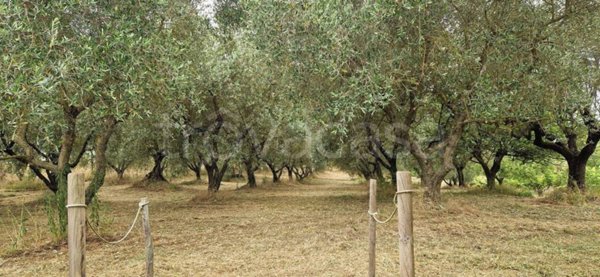 casa indipendente in vendita a Pitigliano