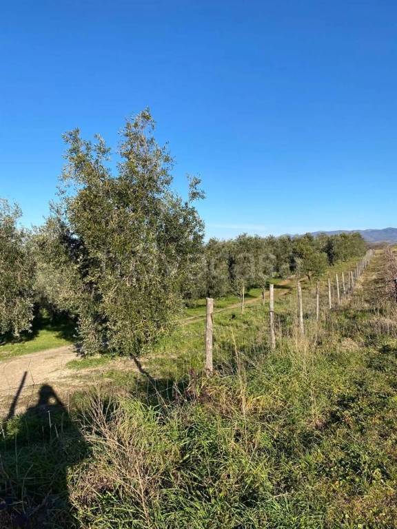 terreno agricolo in vendita a Pitigliano