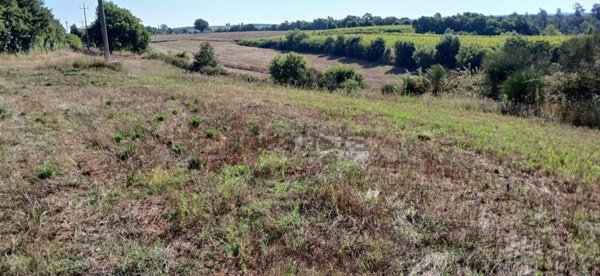 azienda agricola in vendita a Pitigliano