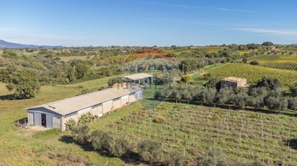 azienda agricola in vendita a Pitigliano