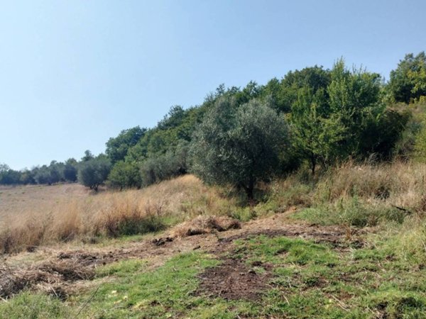 casa indipendente in vendita a Pitigliano