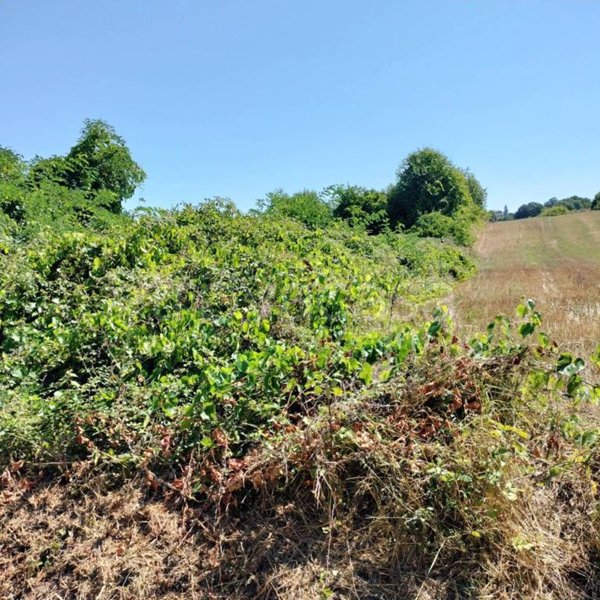 terreno agricolo in vendita a Pitigliano