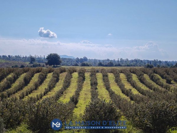 terreno agricolo in vendita a Pitigliano in zona Pian di Morrano