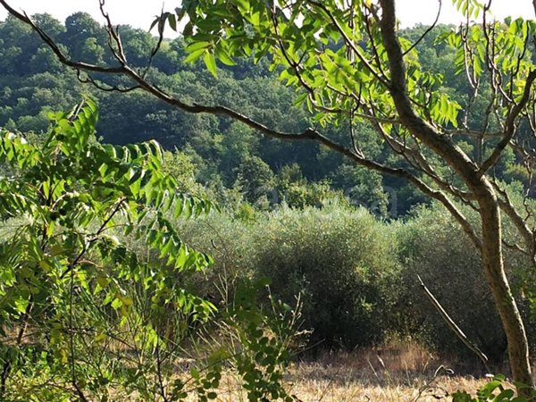 terreno agricolo in vendita a Pitigliano in zona Il Casone