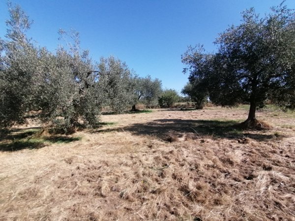 terreno in vendita a Pitigliano