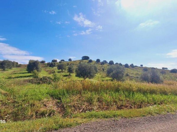 terreno agricolo in vendita a Roccalbegna