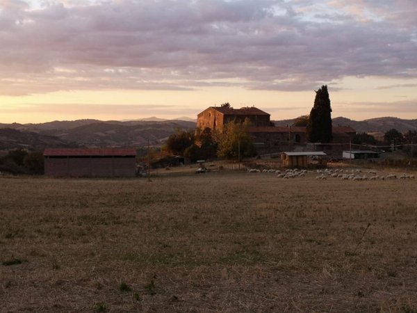 azienda agricola in vendita a Roccalbegna