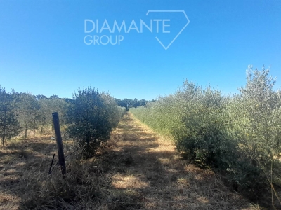 terreno agricolo in vendita a Roccastrada