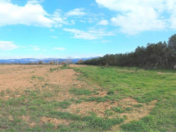 terreno agricolo in vendita a Roccastrada in zona Ribolla