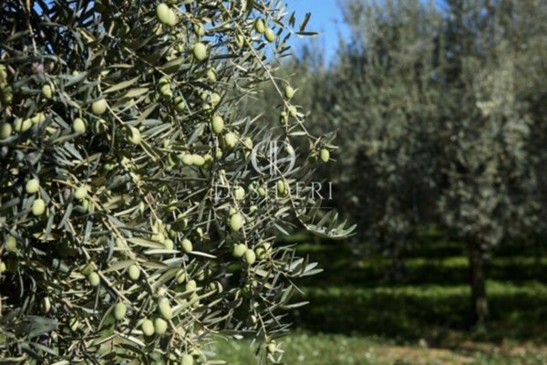 terreno agricolo in vendita a Roccastrada in zona Sticciano