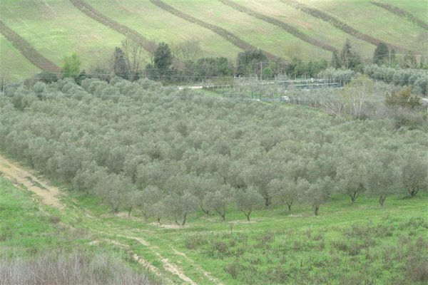 terreno agricolo in vendita a Roccastrada in zona Ribolla