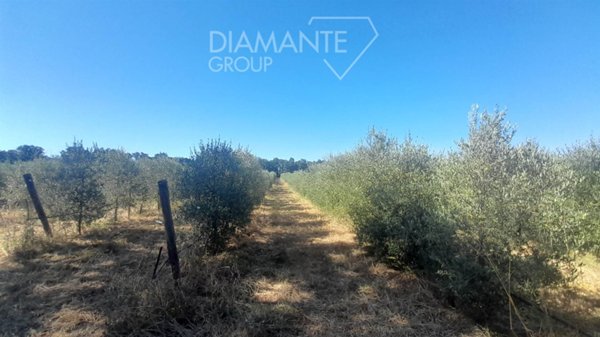 terreno agricolo in vendita a Roccastrada