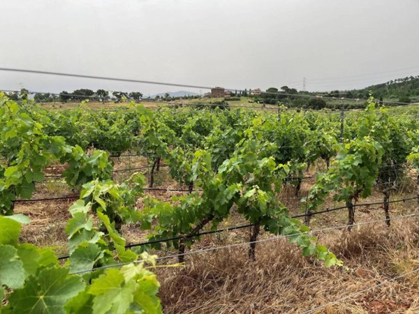 terreno agricolo in vendita a Roccastrada in zona Ribolla