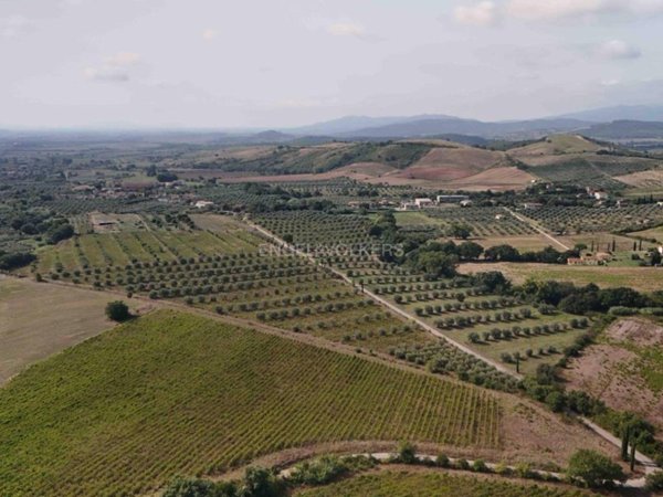 terreno agricolo in vendita a Roccastrada in zona Ribolla