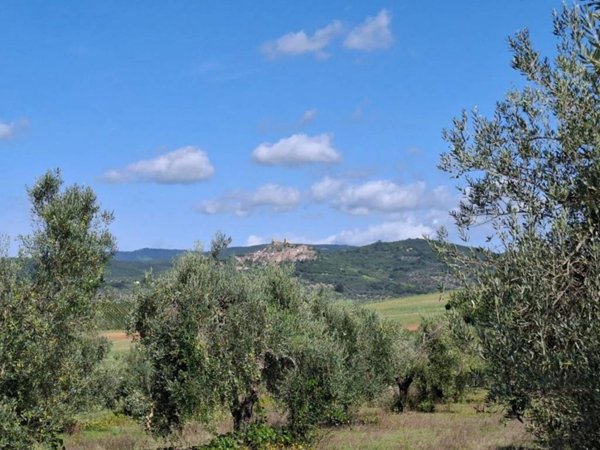 terreno agricolo in vendita a Roccastrada in zona Montemassi