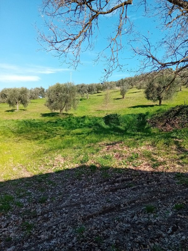 azienda agricola in vendita a Roccastrada
