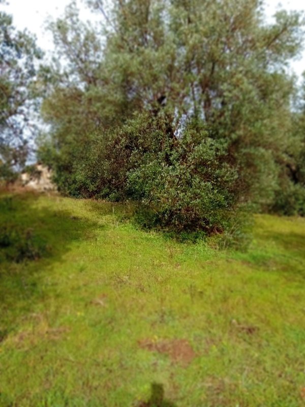 terreno agricolo in vendita a Roccastrada