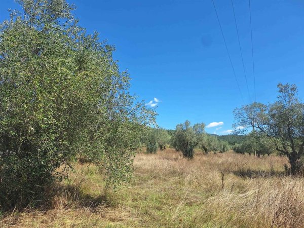 terreno agricolo in vendita a Roccastrada