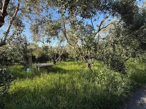 terreno agricolo in vendita a Roccastrada in zona Ribolla